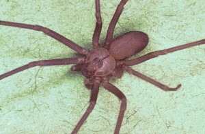 brown-recluse-300x197