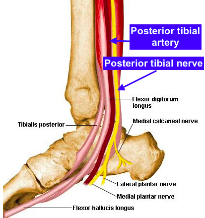 E Version Tibial Nerve Pictures to Pin on Pinterest - PinsDaddy