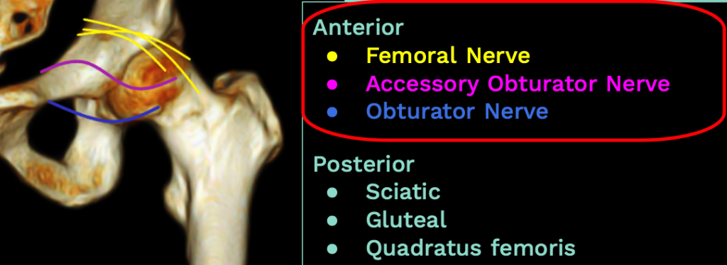 Hip innervation